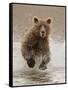 Bears at Play II-PHBurchett-Framed Stretched Canvas