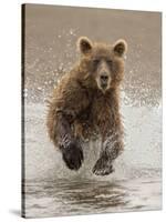 Bears at Play II-PHBurchett-Stretched Canvas