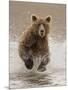 Bears at Play II-PHBurchett-Mounted Premium Giclee Print