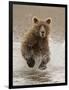 Bears at Play II-PHBurchett-Framed Premium Giclee Print