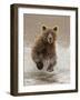 Bears at Play II-PHBurchett-Framed Art Print