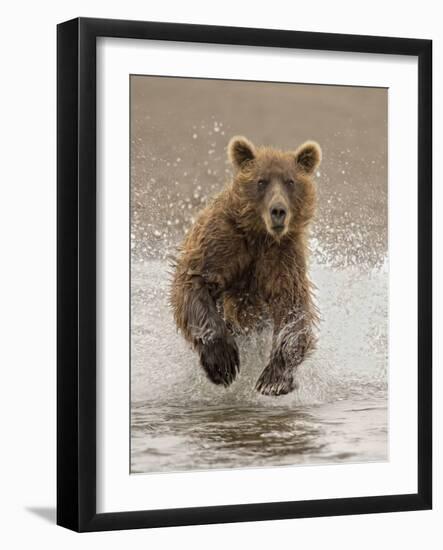 Bears at Play II-PHBurchett-Framed Art Print