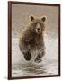 Bears at Play II-PHBurchett-Framed Art Print