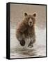 Bears at Play II-PHBurchett-Framed Stretched Canvas