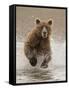 Bears at Play II-PHBurchett-Framed Stretched Canvas