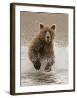 Bears at Play II-PHBurchett-Framed Art Print