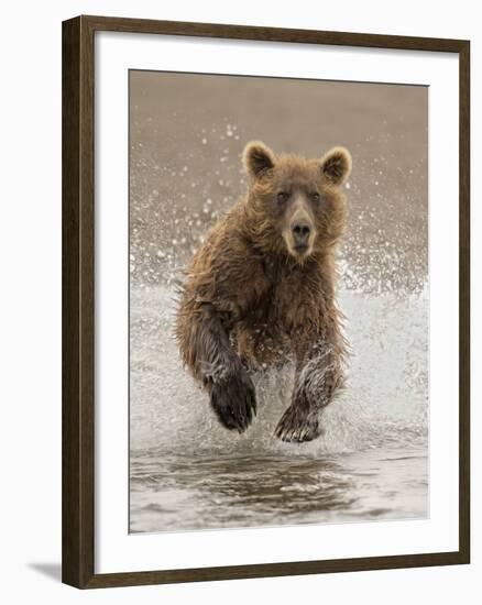 Bears at Play II-PHBurchett-Framed Art Print