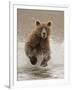 Bears at Play II-PHBurchett-Framed Art Print