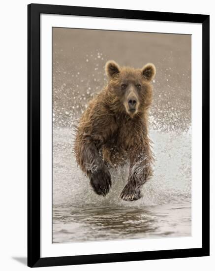 Bears at Play II-PHBurchett-Framed Art Print