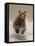 Bears at Play II-PHBurchett-Framed Stretched Canvas