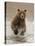 Bears at Play II-PHBurchett-Stretched Canvas