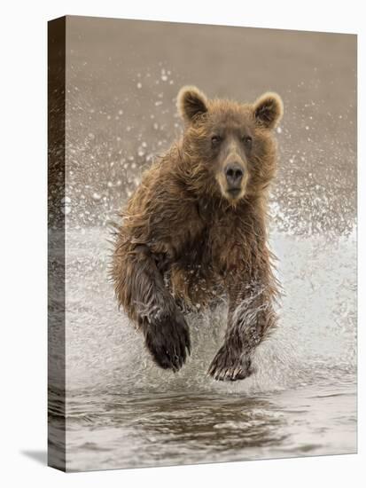 Bears at Play II-PHBurchett-Stretched Canvas