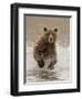 Bears at Play II-PHBurchett-Framed Art Print