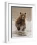 Bears at Play II-PHBurchett-Framed Art Print