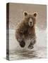 Bears at Play II-PHBurchett-Stretched Canvas