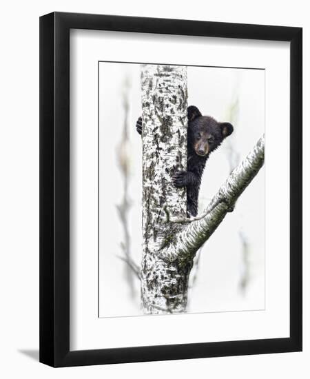 Bears at Play V-PHBurchett-Framed Art Print