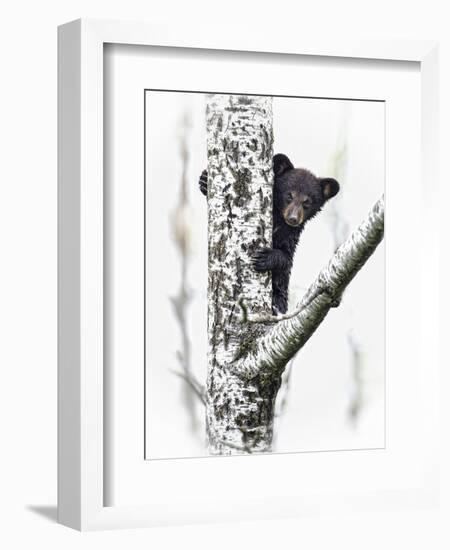 Bears at Play V-PHBurchett-Framed Art Print