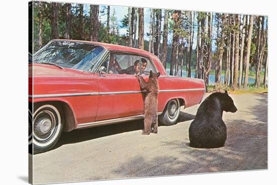 Bears Begging at Car-null-Stretched Canvas
