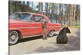 Bears Begging at Car-null-Stretched Canvas