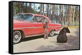 Bears Begging at Car-null-Framed Stretched Canvas