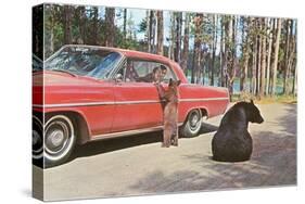 Bears Begging at Car-null-Stretched Canvas
