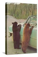 Bears Begging at Side of Car-null-Stretched Canvas