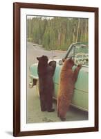 Bears Begging at Side of Car-null-Framed Art Print