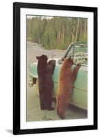 Bears Begging at Side of Car-null-Framed Art Print