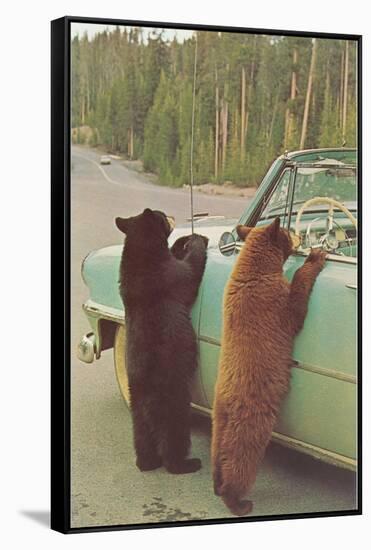 Bears Begging at Side of Car-null-Framed Stretched Canvas