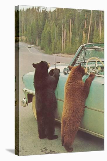 Bears Begging at Side of Car-null-Stretched Canvas