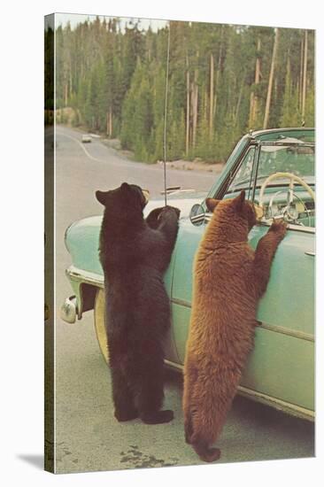 Bears Begging at Side of Car-null-Stretched Canvas