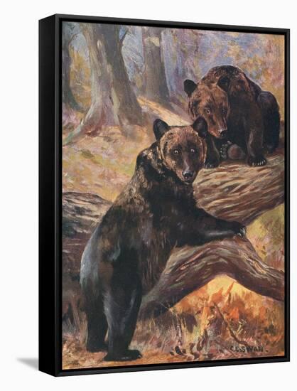 Bears, Cuthbert Swan-Cuthbert Swan-Framed Stretched Canvas