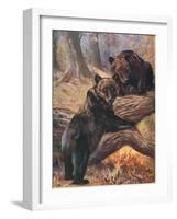 Bears, Cuthbert Swan-Cuthbert Swan-Framed Art Print