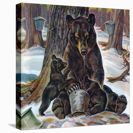 "Bears Eating Maple Syrup," March 28, 1942-Paul Bransom-Stretched Canvas