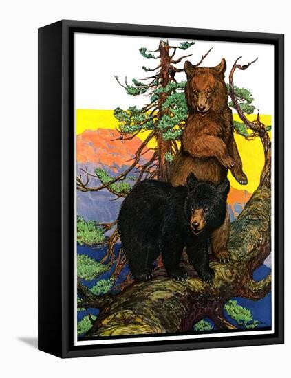 "Bears in Tree,"August 16, 1930-Charles Bull-Framed Stretched Canvas