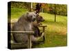 Bears Sitting on a Bench-null-Stretched Canvas