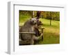 Bears Sitting on a Bench-null-Framed Photographic Print