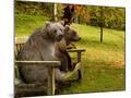 Wood Mount