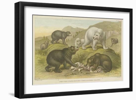 Bears-null-Framed Giclee Print