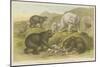 Bears-null-Mounted Giclee Print