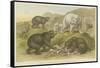 Bears-null-Framed Stretched Canvas