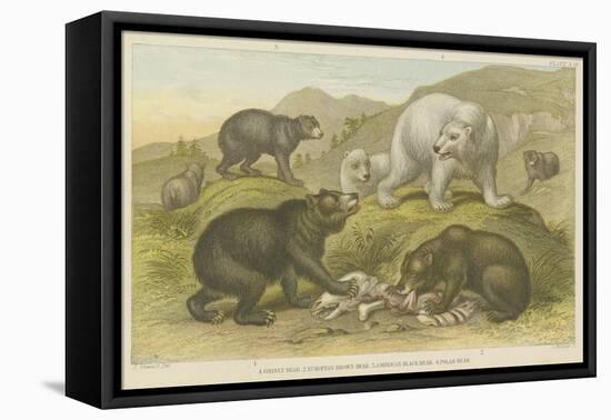 Bears-null-Framed Stretched Canvas