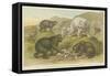 Bears-null-Framed Stretched Canvas