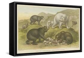 Bears-null-Framed Stretched Canvas