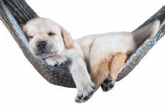 Small Dog Lying in the Hammock-Beate Margraf-Photographic Print