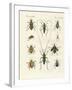 Beatiful Beetles-null-Framed Giclee Print