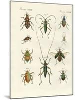 Beatiful Beetles-null-Mounted Giclee Print