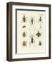 Beatiful Beetles-null-Framed Giclee Print