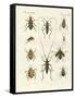 Beatiful Beetles-null-Framed Stretched Canvas