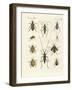 Beatiful Beetles-null-Framed Giclee Print